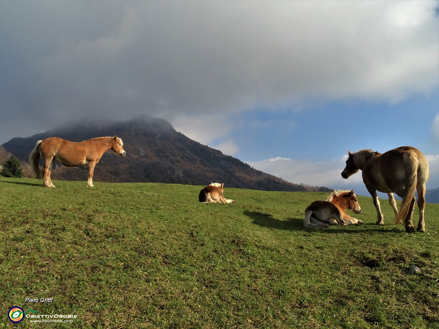 14 Cavalli al pascolo e in siesta  al sole meridiano.JPG